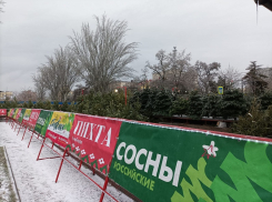 Продавцы елок в Ростове рассказали о ценах и изменениях в ассортименте