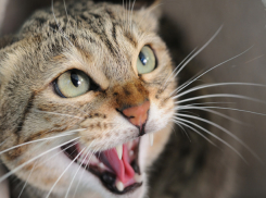 В Ростовской области больной бешенством кот покусал своего хозяина и умер 