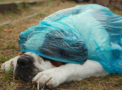 Теплый «грибной» дождь будет омывать жителей Ростова с утра и до вечера вторника 
