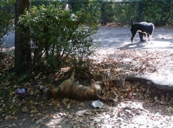 Каждый день по дороге в школу дети в Ростове видят труп собаки