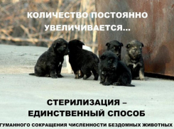 Стерилизация – гуманный метод сокращения численности животных