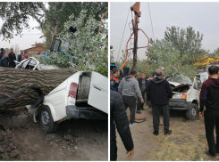 Двух человек убило упавшим деревом в Ростовской области