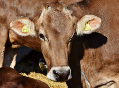 Как спасти потребителя от молочного фальсификата рассказали крупные производители молочной продукции
