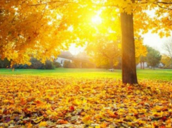 Зима не придет в донскую столицу до самого декабря