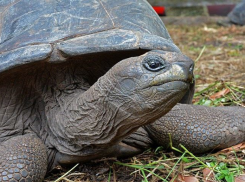 Все началось с ежа, орла и черепахи: четыре факта ко дню рождения Ростовского зоопарка