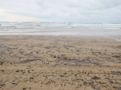 Сотрудники ростовского зоопарка отправились спасать птиц и дельфинов на побережье Анапы