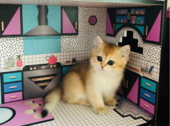 Рыжая бестия: рэпер Баста показал свою новую киску