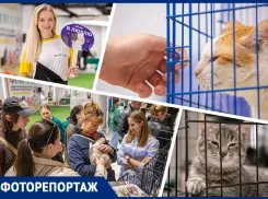 В Ростове 15 котов и кошек нашли новые семьи на фестивале «Дай лапу»