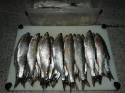 В Ростовской области назвали сроки исключения шамайки из Красной книги