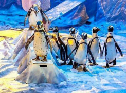 Шоу «Пингвины Мадагаскара» покажут в Ростове