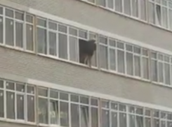 Суровая ростовская мойщица окон заставила дышать через раз наблюдавших за ней соседей