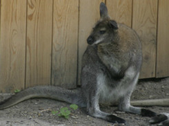 Молодая мама-кенгуру трагически погибла, вынашивая детеныша в зоопарке Ростова