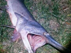 Едва добежали до уборной ростовчане, увидевшие зубастую рыбину прямо из глубин Дона