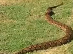 Отдыхавший на солнечной поляне огромный питон обескуражил ростовчан и попал на видео