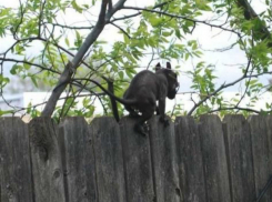 Снующая по крышам чупакабра наводит ужас на жителей частного сектора Ростова