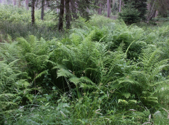 В Ростовской области можно встретить растение, которое по преданиям открывает дар предвидения в ночь на Ивана Купала