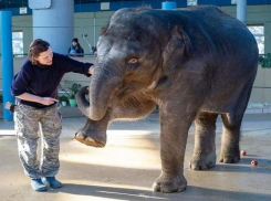 Слониха из зоопарка Ростова переехала в московский цирк