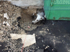 Дорожники заживо похоронили собаку под асфальтом в Ростове