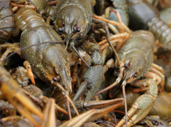 В Ростовской области стало меньше раков