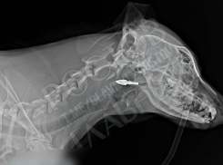 В Ростове собаку со стрелой в голове доставили в ветклинику