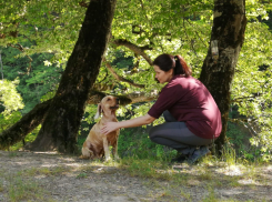 Ростовчанам напомнили правила выгула домашних собак в городе