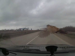 Пойманной на лобовое стекло автомобиля смелой дичью похвастал на видео житель Ростовской области