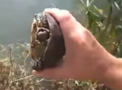 Спасение от участи супа выброшенной владельцами черепахи устроил в прямом эфире житель Ростова