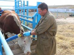 В 2023 году в Ростовской области запустят систему идентификации и учета сельхозживотных