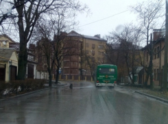 Верная собака пробежала за автобусом с хозяйкой несколько километров в Ростовской области