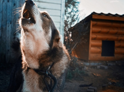 В Ростовской области введут карантин по бешенству