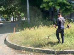 В Ростове за нескошенную траву выписали штрафов на 3,7 млн рублей