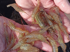 Ученые заявили о резком росте количества креветок в Азовском море