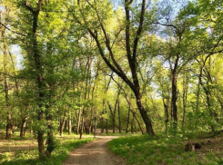 В Ростове 8 августа пройдет масштабный субботник