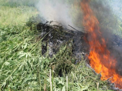 Две тонны дикорастущей конопли уничтожено в Кагальницком районе