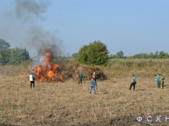 В Ростовской области уничтожили почти две тонны конопли