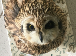 Ампутация крыла или дорогостоящее лечение: что выберут для больной Тюши ростовские орнитологи