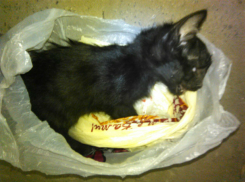 Девушка на белой иномарке зверски расправилась с котенком на глазах у детей в Ростове