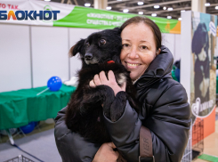 Хозяев для собак и кошек из приютов будут искать на фестивале «Дай Лапу» в Ростове