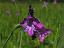 В Ростовской области можно встретить редкое растение — шпажник тонкий