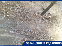 В Ростове вместо опила веток уничтожили несколько деревьев