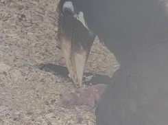 Долгожданный птенец редкой птицы-носорога вылупился в Ростовской области