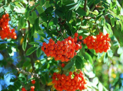 Все холоднее по утрам: какая погода ждет ростовчан в понедельник, 9 сентября