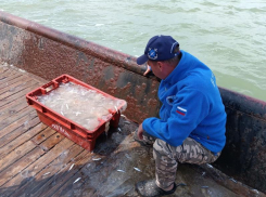 Сотни медуз заполонили Азовское море 