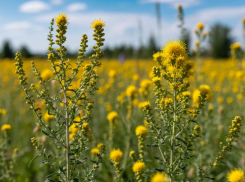 В Багаевском районе ввели карантин из-за сорняка