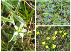 В заповеднике «Ростовский» зацвели первоцветы 