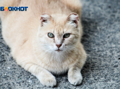 В Ростовской области завели дело на мужчину, расстрелявшего кота и собаку