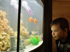 Владимир Путин исполнил мечту ростовского второклассника и подарил аквариум 