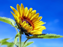 Ростовчан ожидает солнечная суббота