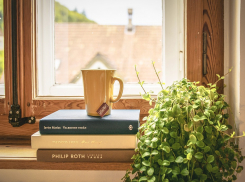 Свежий воздух и радость для глаз: какие полезные растения принесут пользу в домах ростовчан