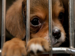 В Ростове выделили 43 млн рублей на строительство приюта для животных 